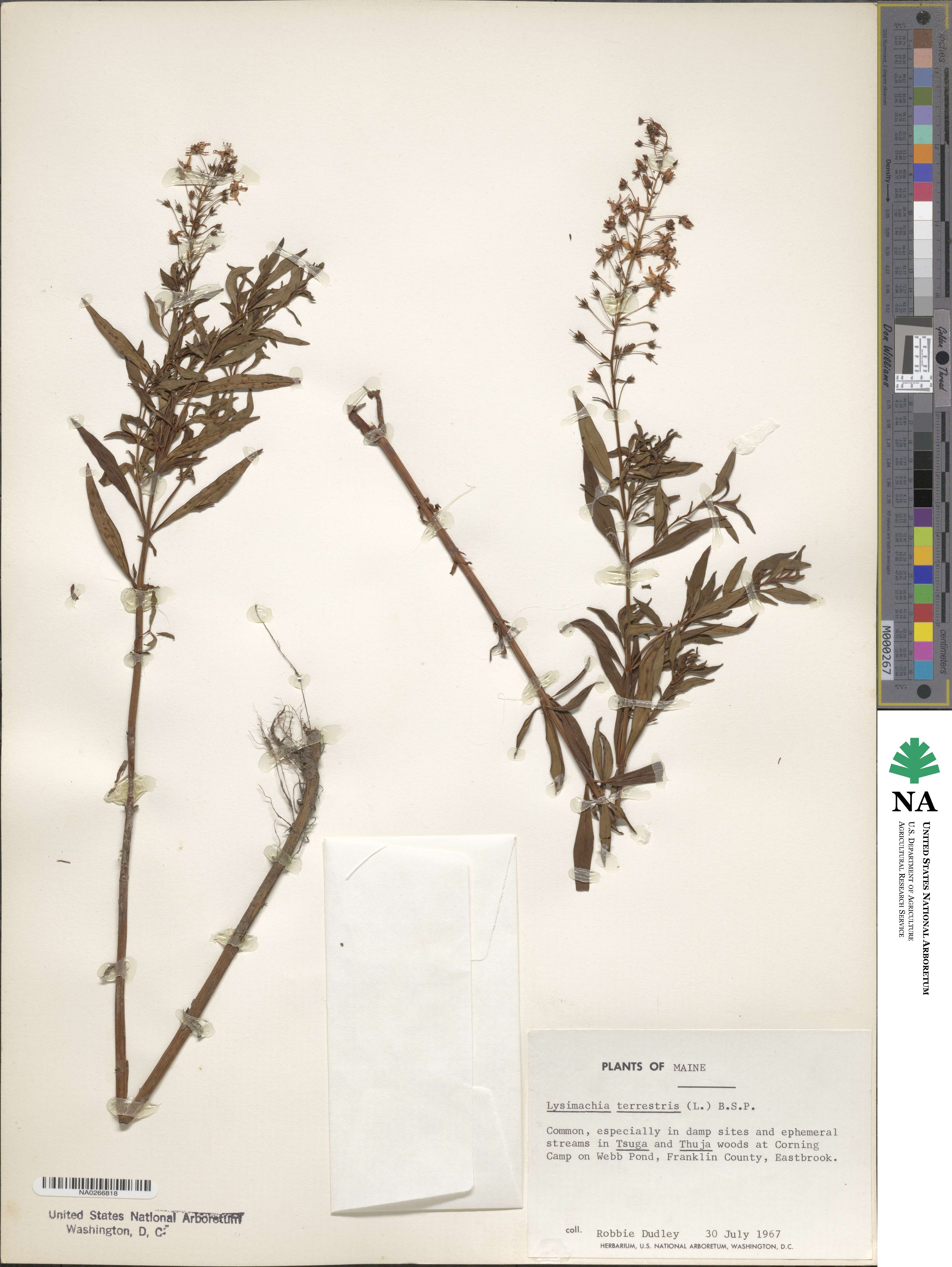 Lysimachia terrestris image