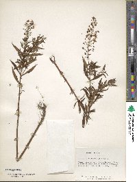 Lysimachia terrestris image