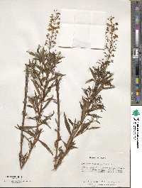 Lysimachia terrestris image