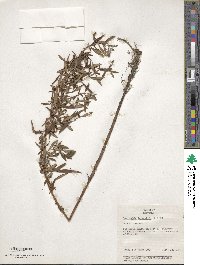 Lysimachia terrestris image