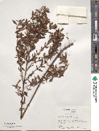 Lysimachia terrestris image