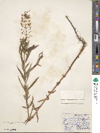 Lysimachia terrestris image