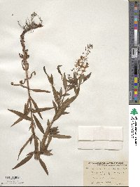 Lysimachia terrestris image