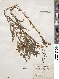 Lysimachia terrestris image