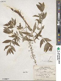 Lysimachia terrestris image