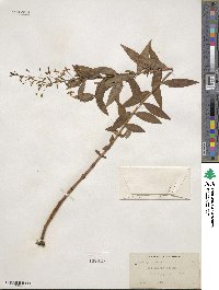 Lysimachia terrestris image