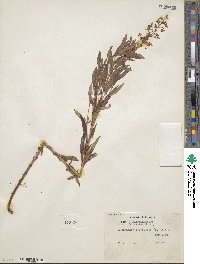 Lysimachia terrestris image