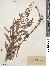 Lysimachia terrestris image