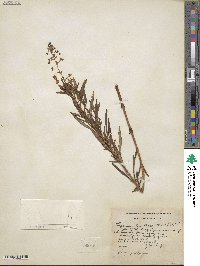 Lysimachia terrestris image