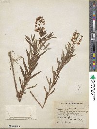 Lysimachia terrestris image