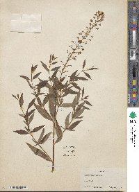 Lysimachia terrestris image