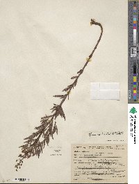 Lysimachia terrestris image