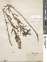 Lysimachia terrestris image