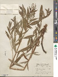 Lysimachia terrestris image