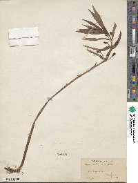 Lysimachia thyrsiflora image