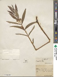 Lysimachia thyrsiflora image