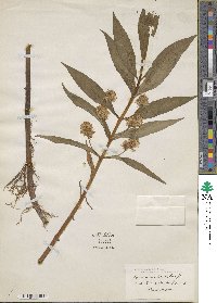 Lysimachia thyrsiflora image