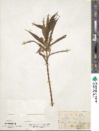 Lysimachia thyrsiflora image