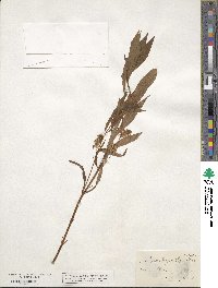 Lysimachia thyrsiflora image