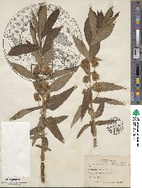 Lysimachia thyrsiflora image