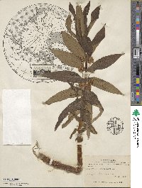 Lysimachia thyrsiflora image