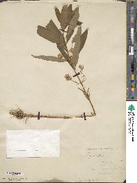 Lysimachia thyrsiflora image