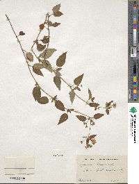 Lysimachia tonsa image