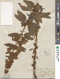 Lysimachia vulgaris image