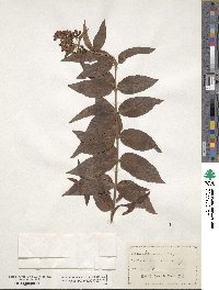 Lysimachia vulgaris image