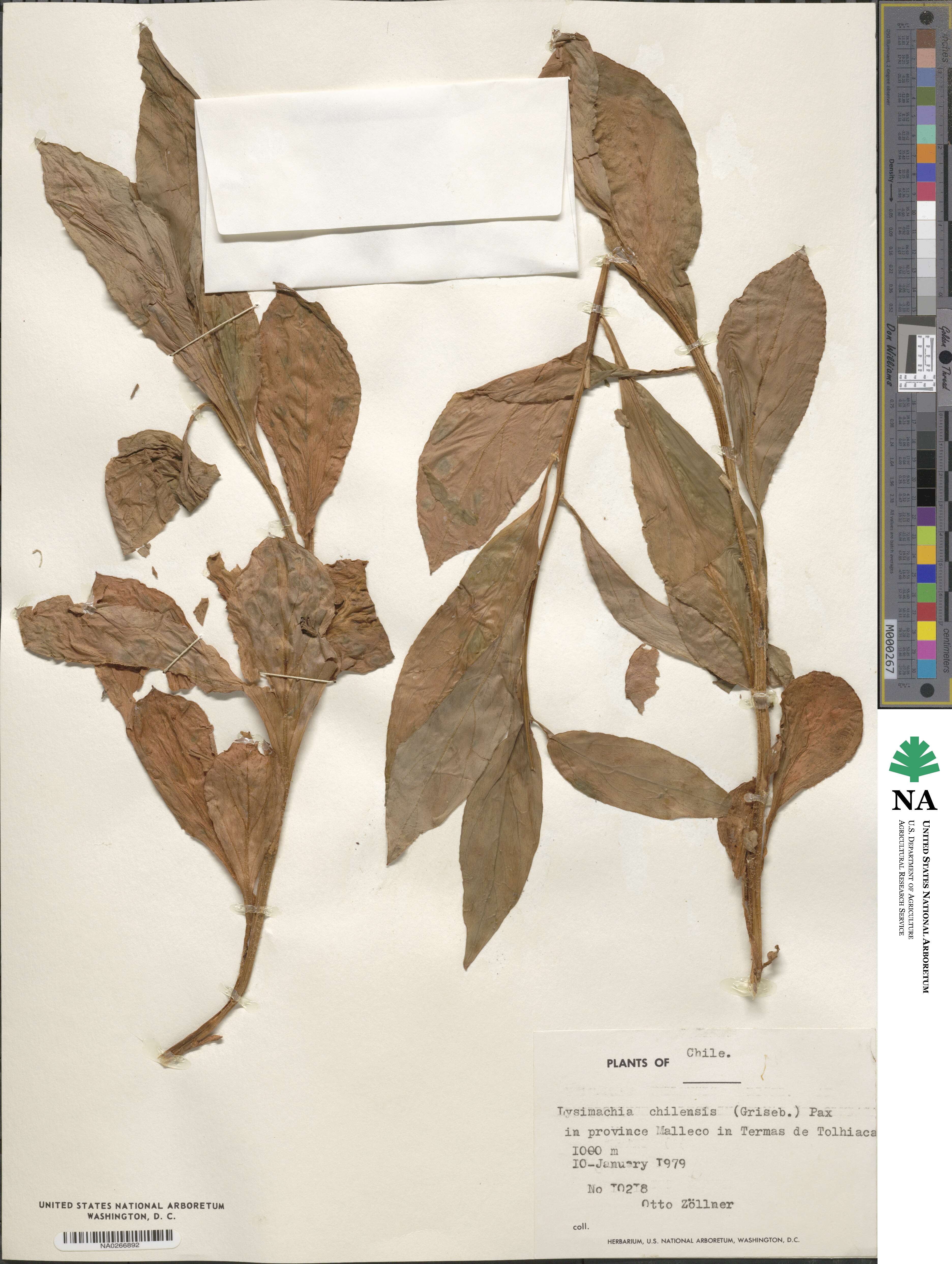 Lysimachia sertulata image