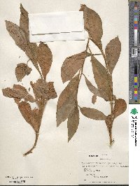 Lysimachia sertulata image