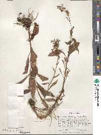 Lysimachia sertulata image