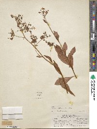 Lysimachia sertulata image