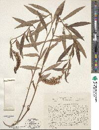 Lysimachia barystachys image