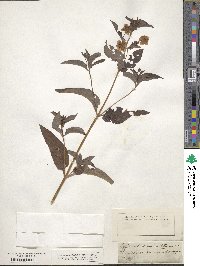 Lysimachia ciliata image