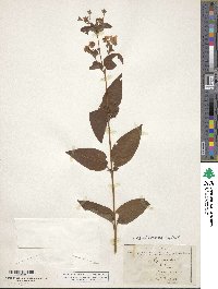 Lysimachia ciliata image