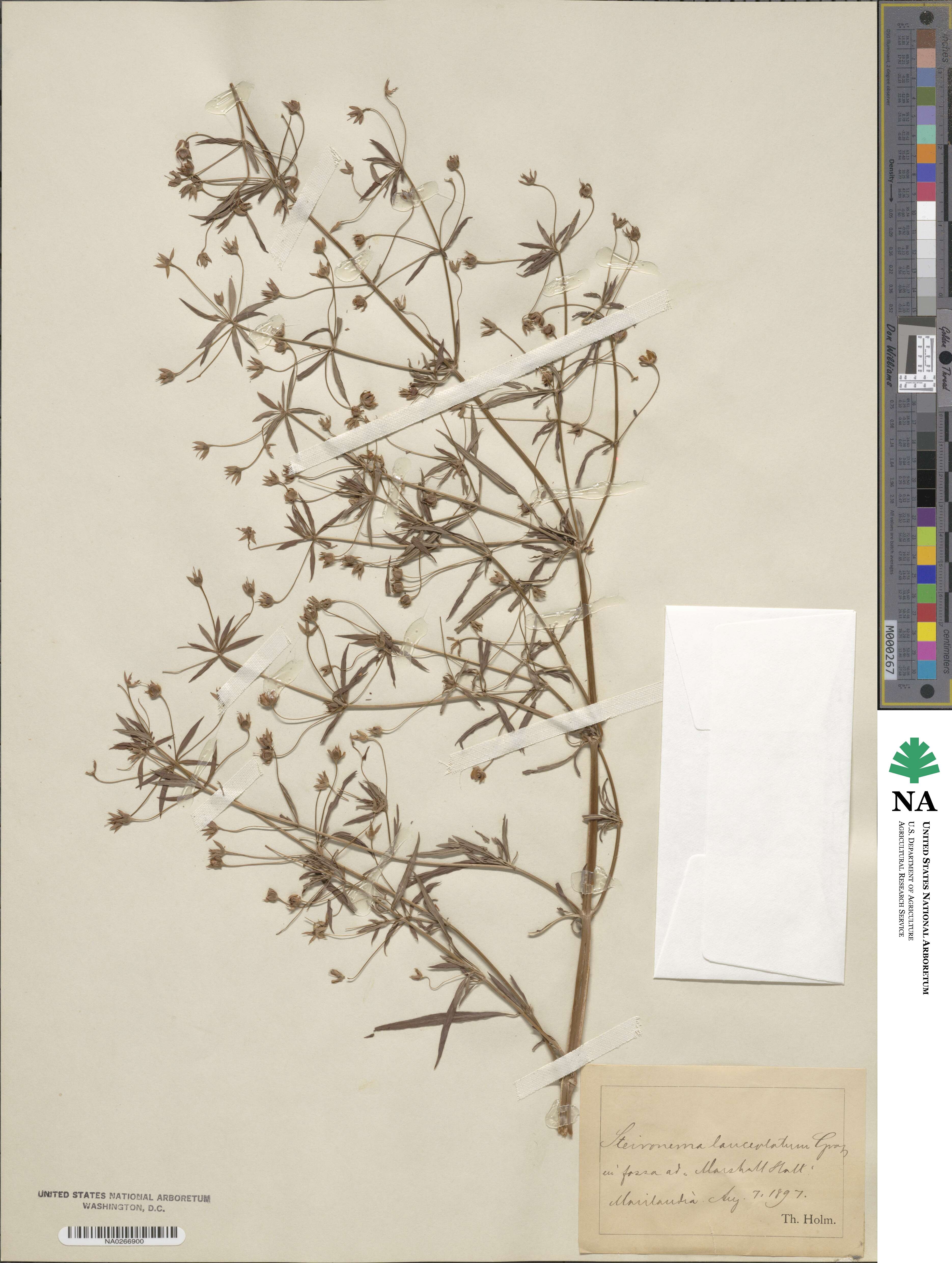 Lysimachia lanceolata image