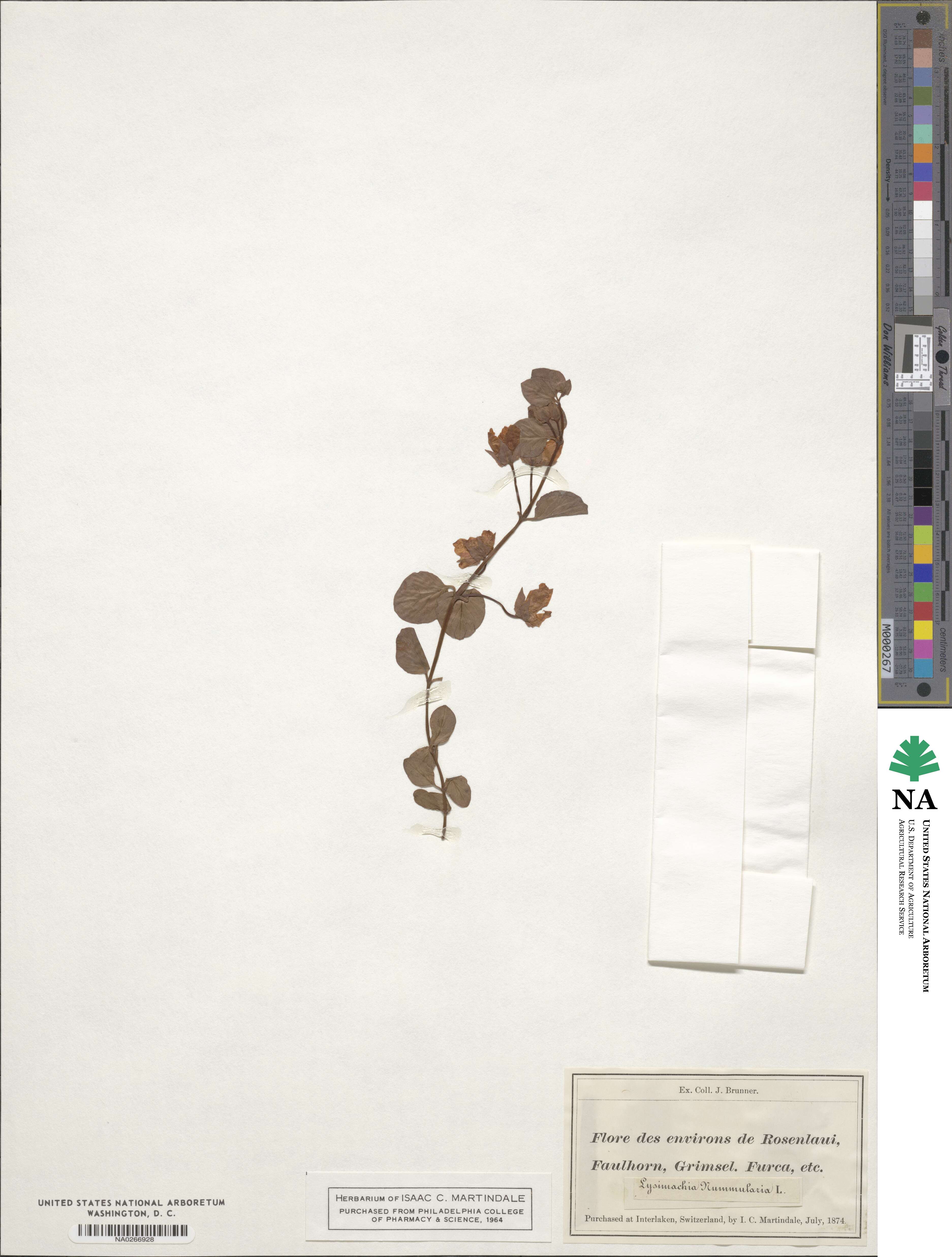 Lysimachia nummularia image