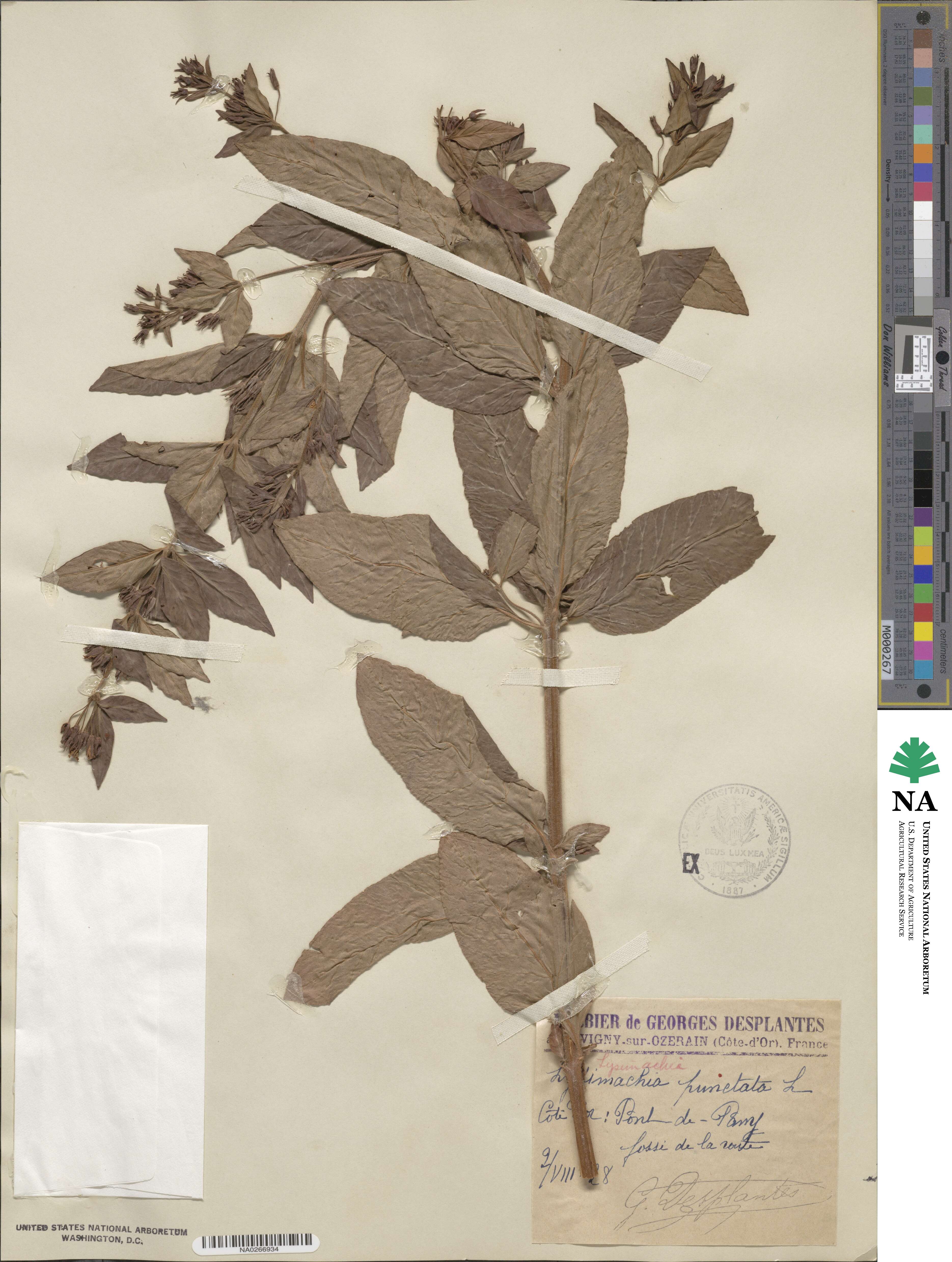 Lysimachia punctata image