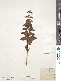 Lysimachia quadrifolia image