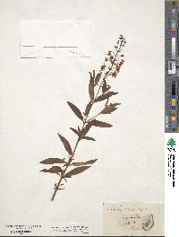 Lysimachia terrestris image