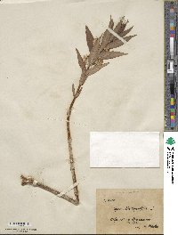 Lysimachia thyrsiflora image