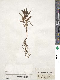 Lysimachia thyrsiflora image