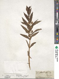 Lysimachia thyrsiflora image