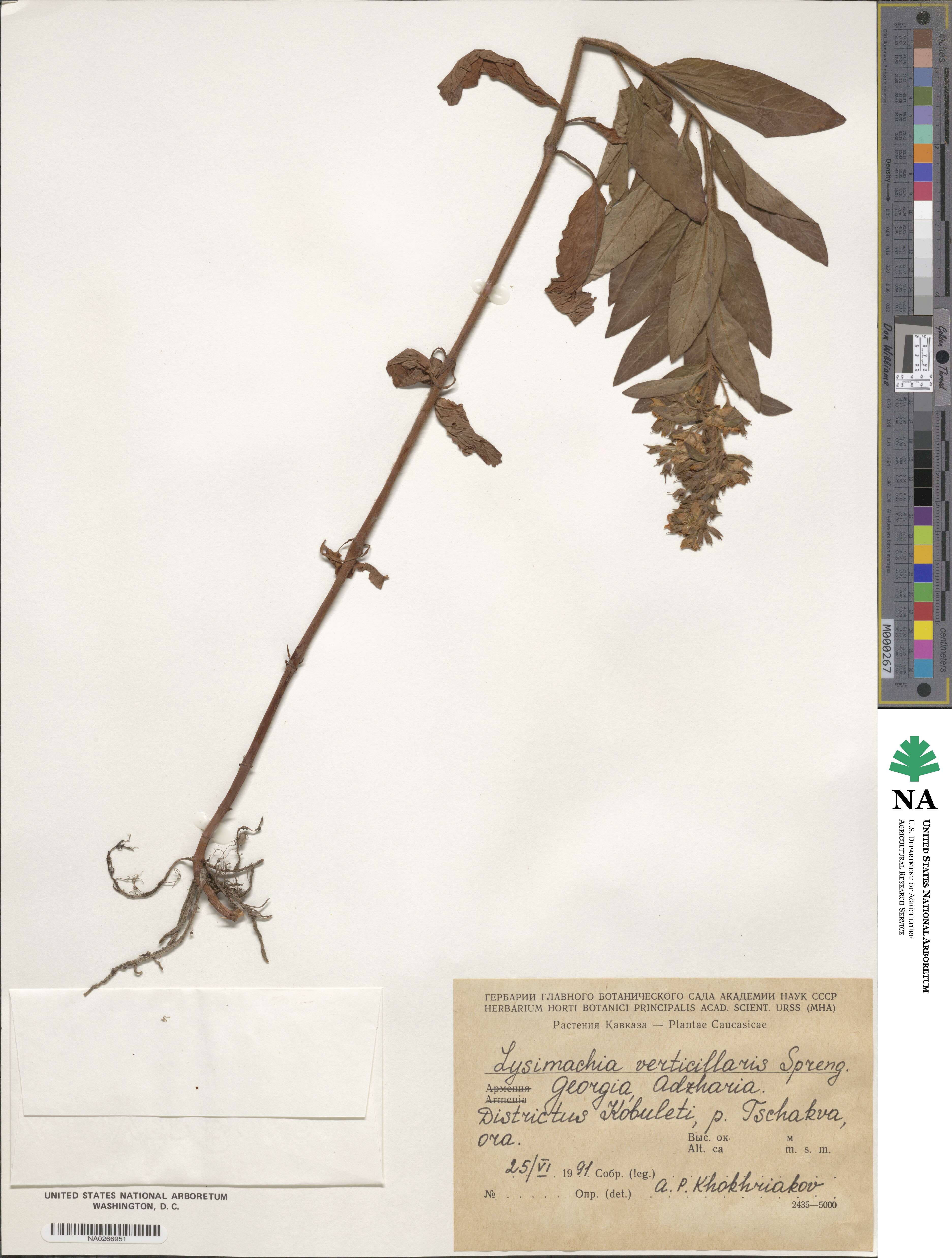 Lysimachia verticillaris image