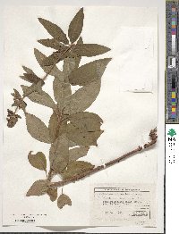 Lysimachia verticillaris image