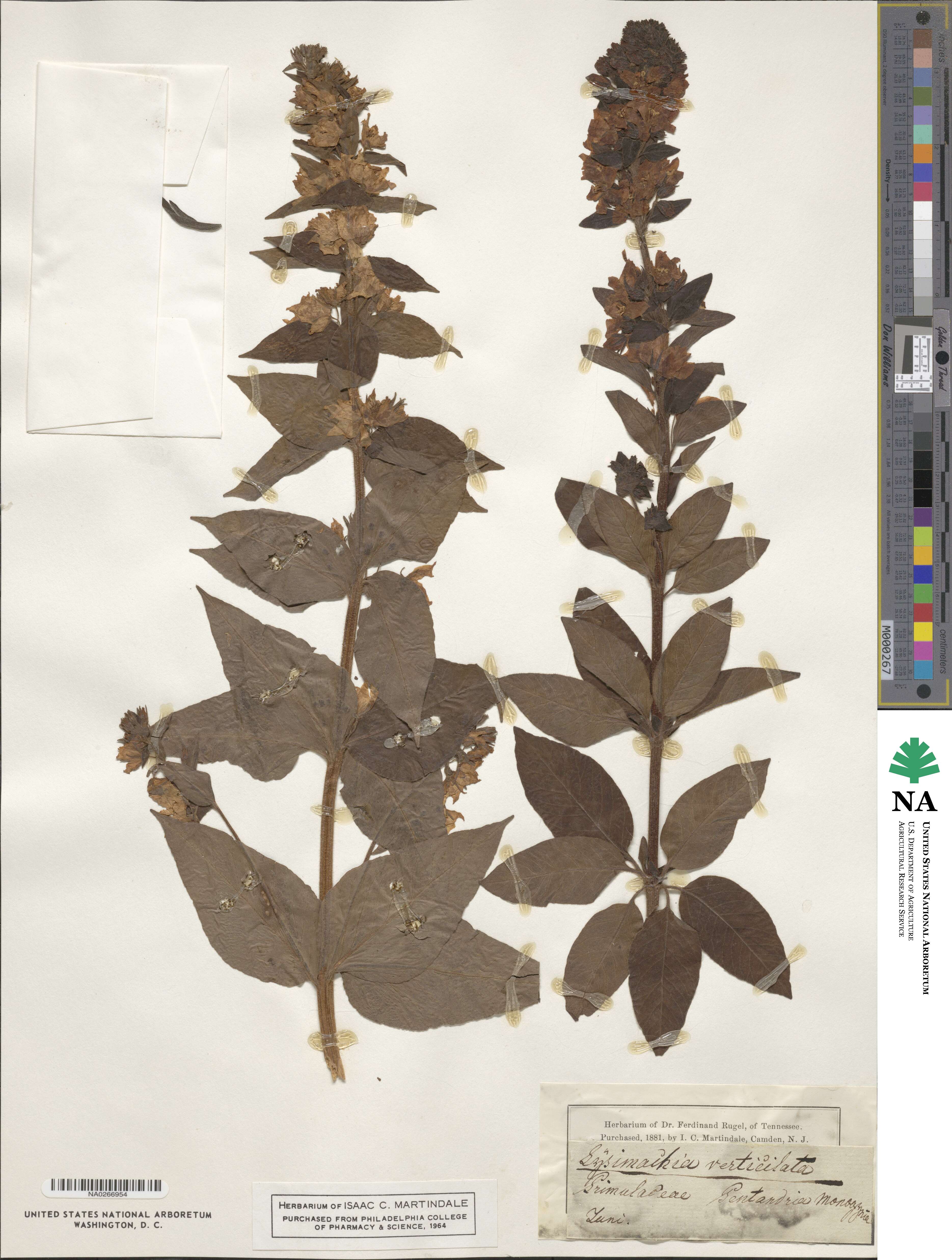 Lysimachia verticillaris image