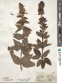 Lysimachia verticillaris image