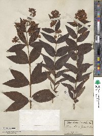 Lysimachia vulgaris image