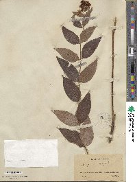 Lysimachia vulgaris image